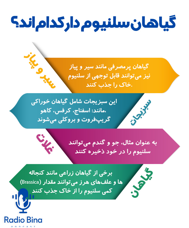 گیاهان سلنیوم دار کدام‌اند؟